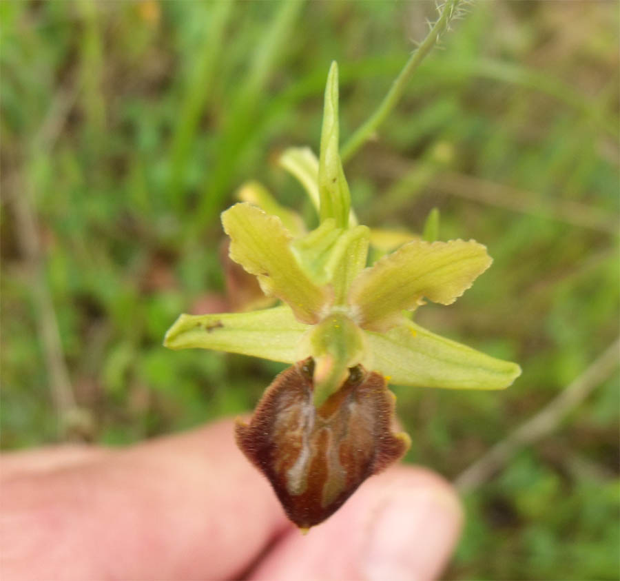 Orchis maremmana - Ophrys sphegodes